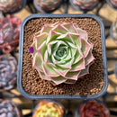 Echeveria 'Simulans' 2" Succulent Plant Cutting