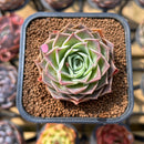 Echeveria 'Simulans' 2" Succulent Plant Cutting