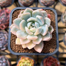 Echeveria 'Seong Yeong' Variegated 2"-3" Succulent Plant Cutting
