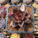 Echeveria 'Nike' 2" Succulent Plant Cutting
