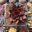 Echeveria 'Nike' 2" Succulent Plant Cutting