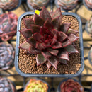 Echeveria 'Nike' 2" Succulent Plant Cutting