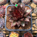 Echeveria 'Nike' 2" Succulent Plant Cutting