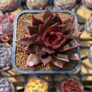Echeveria 'Nike' 2" Succulent Plant Cutting