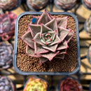 Echeveria 'Jade Star' Variegated Type B 2" Succulent Plant Cutting