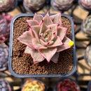 Echeveria 'Jade Star' Variegated Type B 2" Succulent Plant Cutting