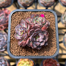Echeveria 'Wiz Beauty' 2" Cluster Succulent Plant Cutting
