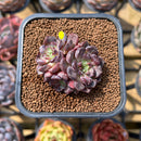 Echeveria 'Wiz Beauty' 2" Cluster Succulent Plant Cutting
