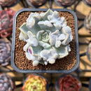 Echeveria 'Thriller Pearl' 2" Succulent Plant Cutting