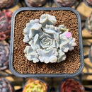Echeveria 'Thriller Pearl' 2" Succulent Plant Cutting