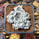 Echeveria 'Thriller Pearl' 2" Succulent Plant Cutting