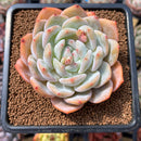 Echeveria 'Orange Monroe' 3" Succulent Plant Cutting