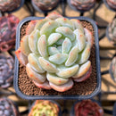 Echeveria 'Orange Monroe' 2" Succulent Plant Cutting