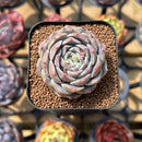 Echeveria 'Ultra Violet' 2" Succulent Plant Cutting