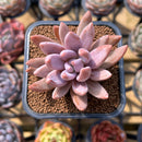 Pachyveria 'Mary Angela' New Hybrid 2" Succulent Plant Cutting