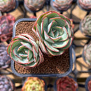 Echeveria 'Panamera' 2" Succulent Plant Cutting