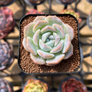 Echeveria 'Love' 2" Succulent Plant Cutting
