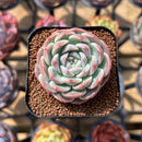 Echeveria 'Watermelon' 2" Succulent Plant Cutting