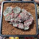 Echeveria 'Tuxpan' Crested 3" Succulent Plant Cutting