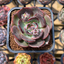 Echeveria 'Black Force' 2" New Hybrid Succulent Plant Cutting