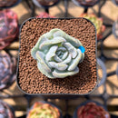 Echeveria 'Heart Angel' 1"-2" Succulent Plant Cutting