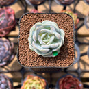 Echeveria 'Heart Angel' 1"-2" Succulent Plant Cutting