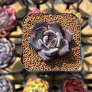 Echeveria 'Moila' 1"-2" New Hybrid Succulent Plant Cutting