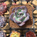 Echeveria 'Moila' 1"-2" New Hybrid Succulent Plant Cutting