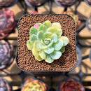 Echeveria 'Raspberry Ice' Variegated 1"-2" Succulent Plant Cutting