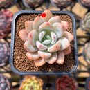 Echeveria 'Miss Jin' 1"-2" Succulent Plant Cutting