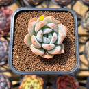 Echeveria 'Miss Jin' 1"-2" Succulent Plant Cutting