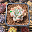 Echeveria 'Miss Jin' 1"-2" Succulent Plant Cutting