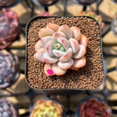 Echeveria 'Miss Jin' 1"-2" Succulent Plant Cutting