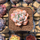 Echeveria 'Miss Jin' 1"-2" Succulent Plant Cutting