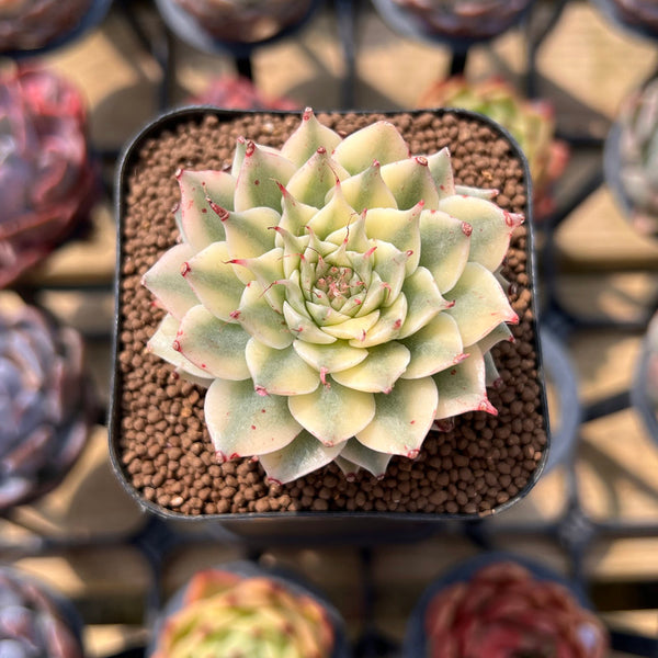 Graptoveria 'Silver Star' Variegated 2"-3" Succulent Plant Cutting