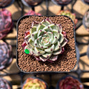 Echeveria 'Primavera' 2" Succulent Plant Cutting
