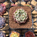 Echeveria 'Primavera' 2" Succulent Plant Cutting