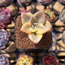 Graptopetalum 'Bainesii' Variegated 1"-2" Succulent Plant Cutting