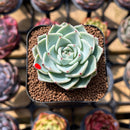 Echeveria 'Lagrima' 2" Succulent Plant Cutting