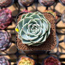 Echeveria 'Lagrima' 2" Succulent Plant Cutting