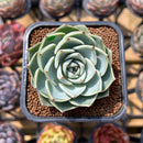 Echeveria 'Lagrima' 2" Succulent Plant Cutting