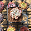 Echeveria 'Biju' 1" Succulent Plant Cutting