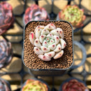 Echeveria 'Biju' 1" Succulent Plant Cutting