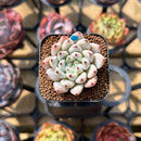 Echeveria 'Biju' 1" Succulent Plant Cutting