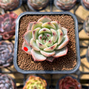 Echeveria 'Red Dragon' Hybrid 2" Succulent Plant Cutting