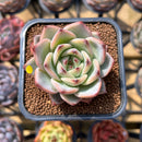 Echeveria 'Red Dragon' Hybrid 2" Succulent Plant Cutting