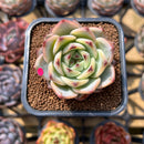 Echeveria 'Red Dragon' Hybrid 2" Succulent Plant Cutting