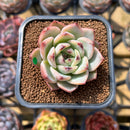 Echeveria 'Red Dragon' Hybrid 2" Succulent Plant Cutting