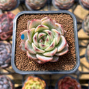 Echeveria 'Red Dragon' Hybrid 2" Succulent Plant Cutting