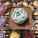 Echeveria 'Purity' 1"-2" Succulent Plant Cutting